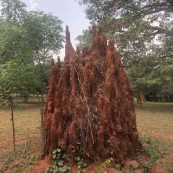 Art, Markets and the Botanical Gardens in Accra