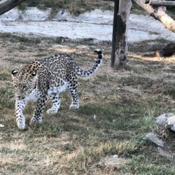 An Afternoon at the Skopje Zoo