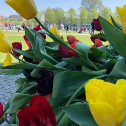 Amsterdam Alive: Tulips and Lions and Vegans, Oh My!