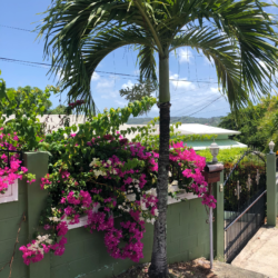 A Tobagonian History in Scarborough, Far From the Madding All-Inclusive Crowd