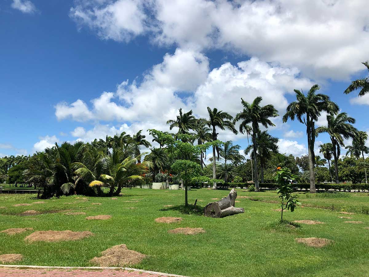 Palm trees sway in the wind