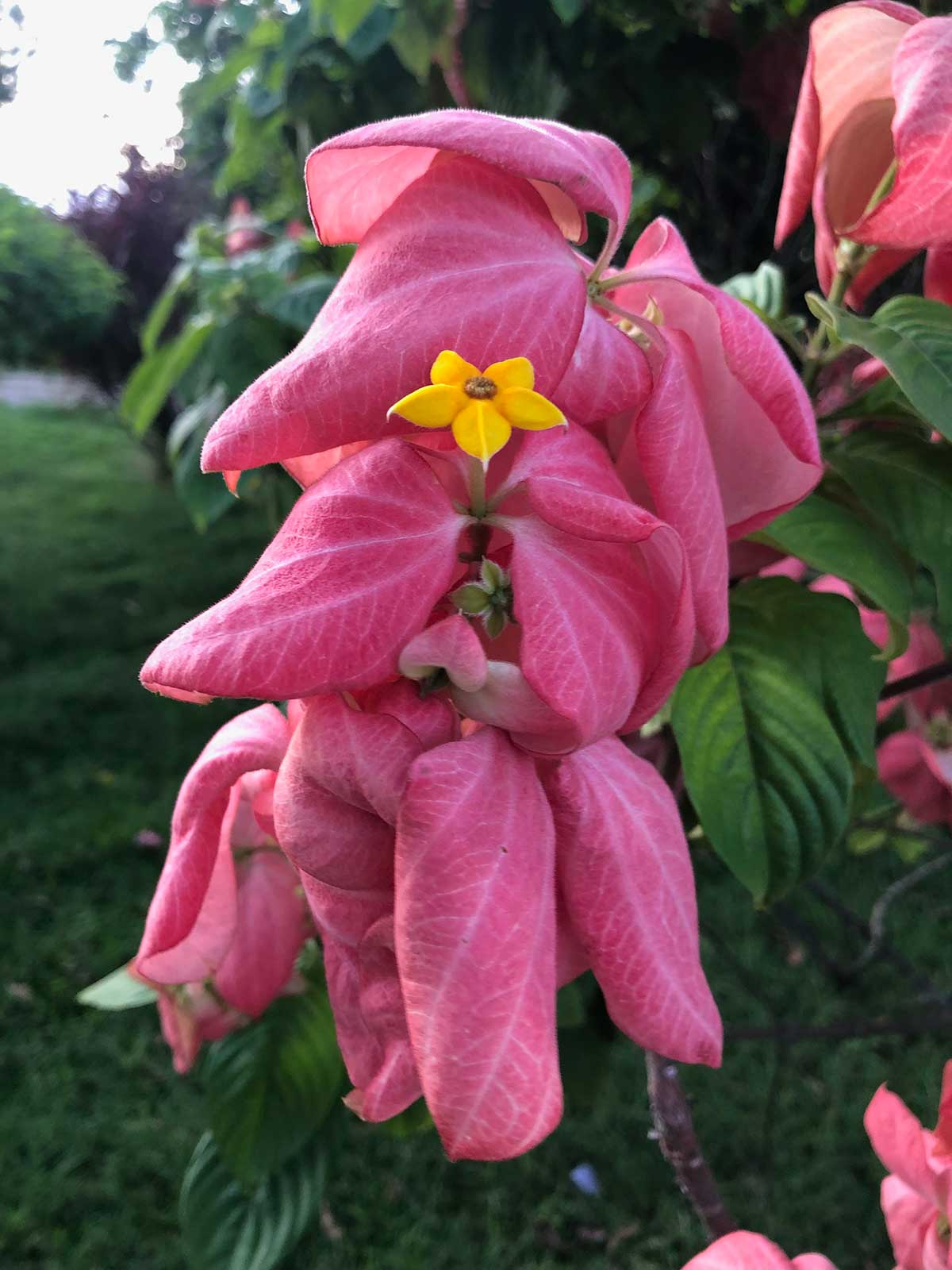 Pink and yellow tropical flowers