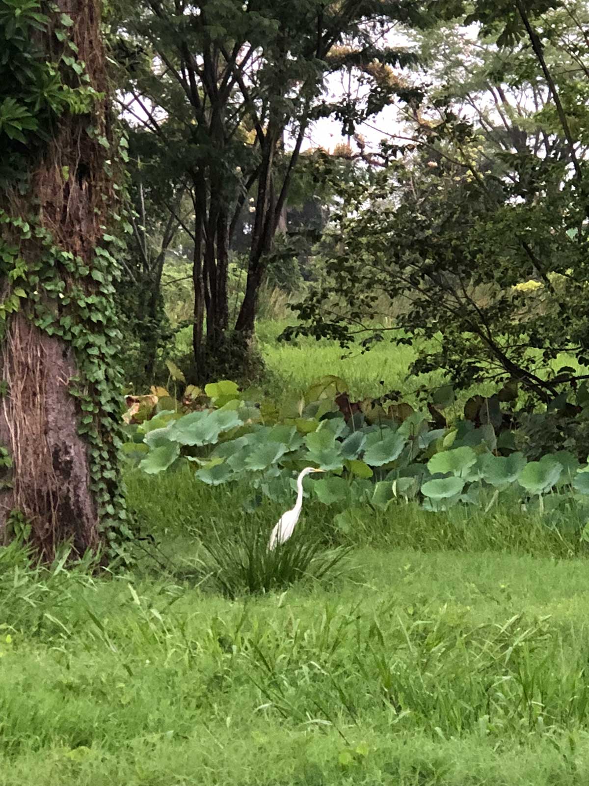 A white crane sits among the lush green landscape