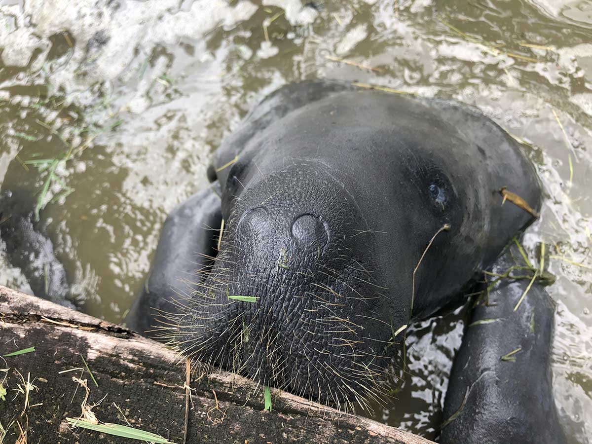 A sea cow