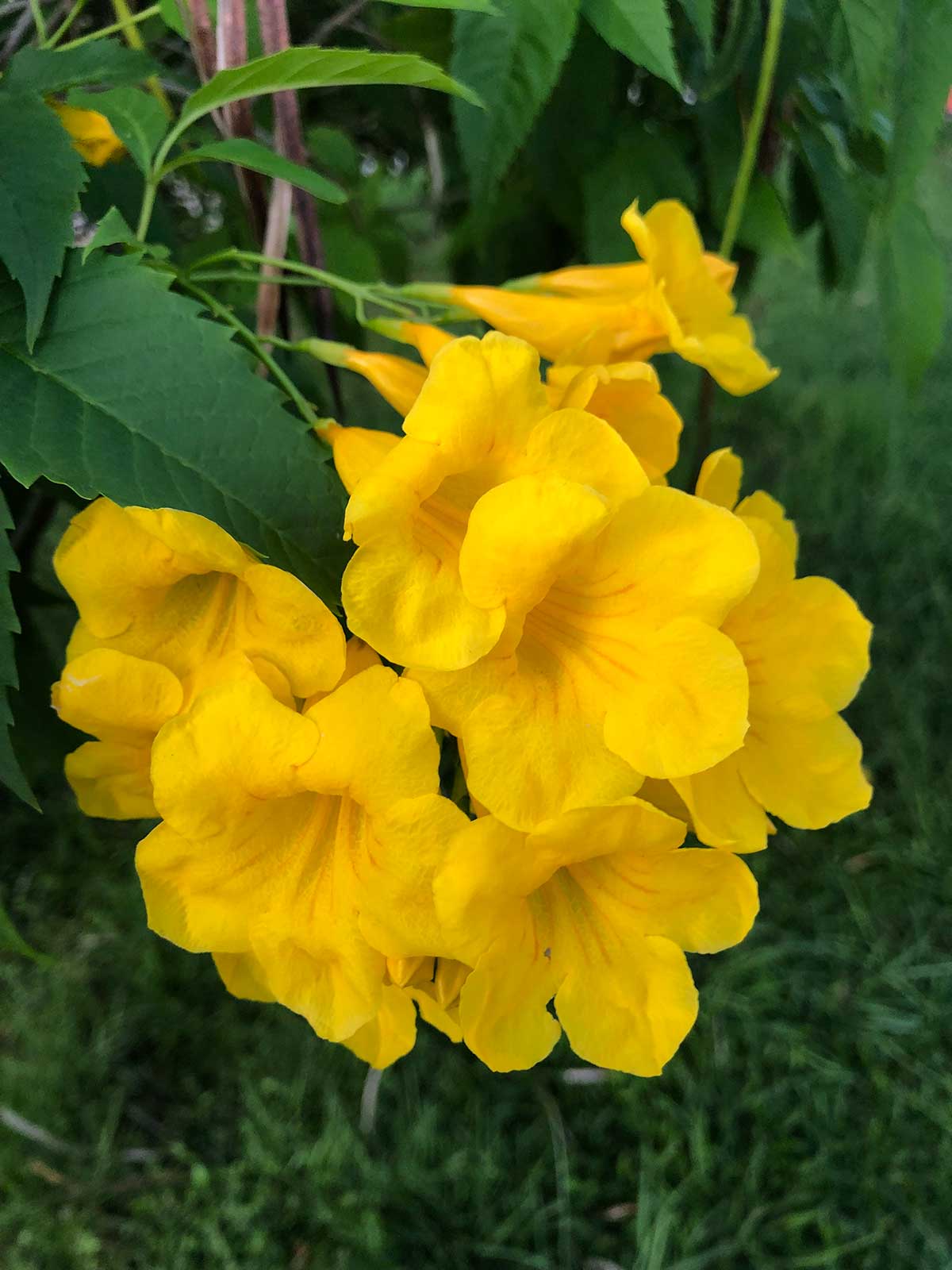 Yellow flowers in a cup shape