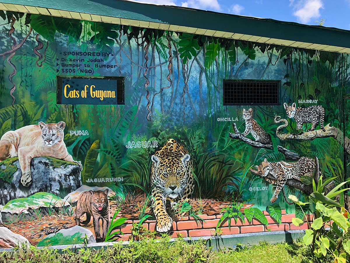 Cats of Guyana, variety of large cats in the wild