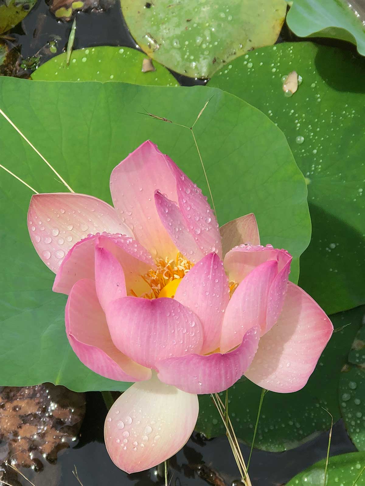 a pink lily