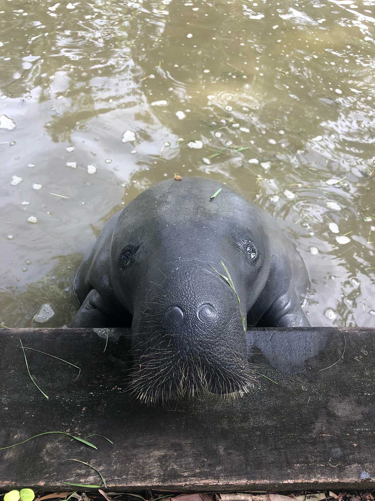 An intrigued sea cow looking at the photographer