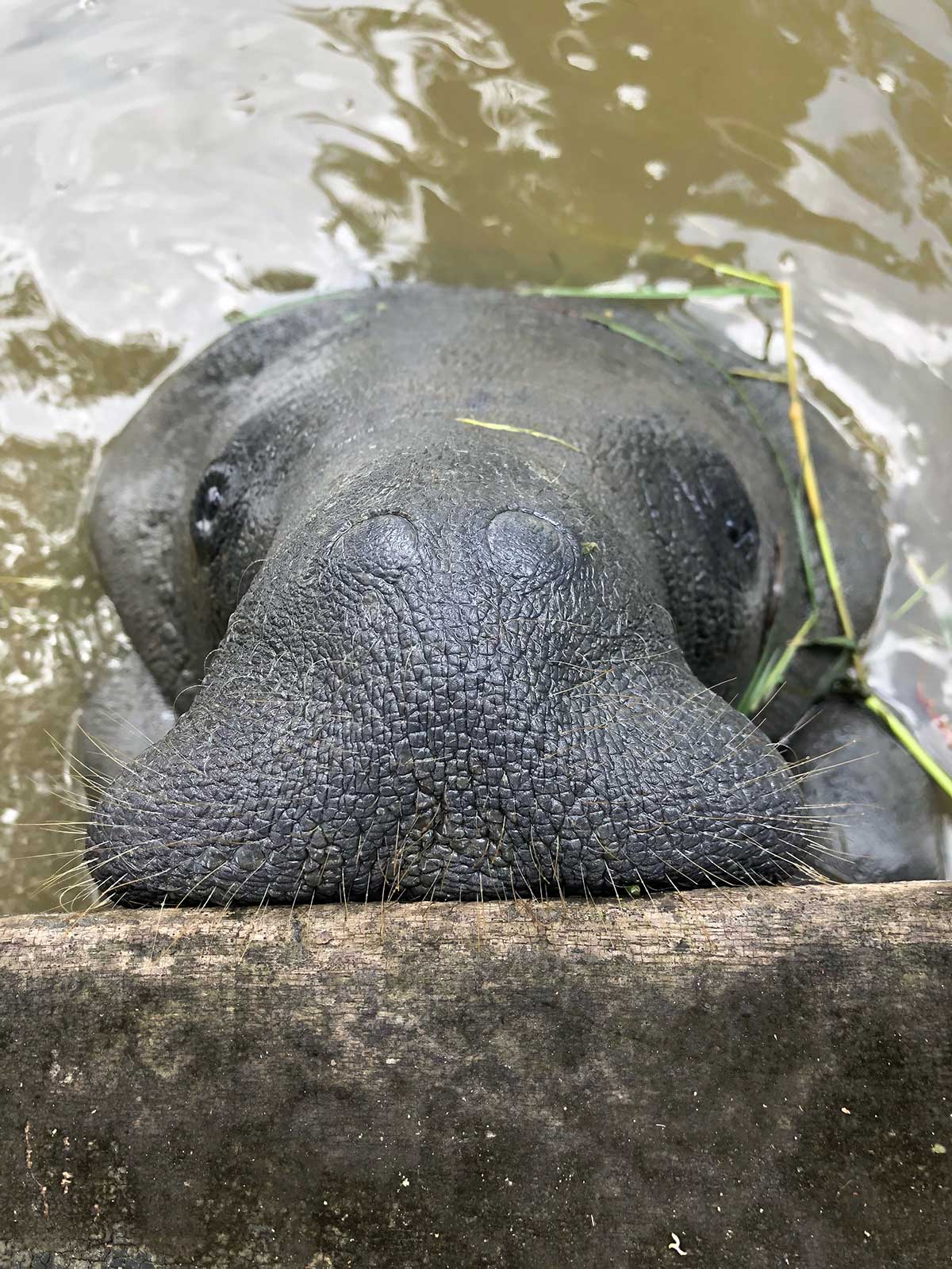 a sea cow is amused by the photographer and stares