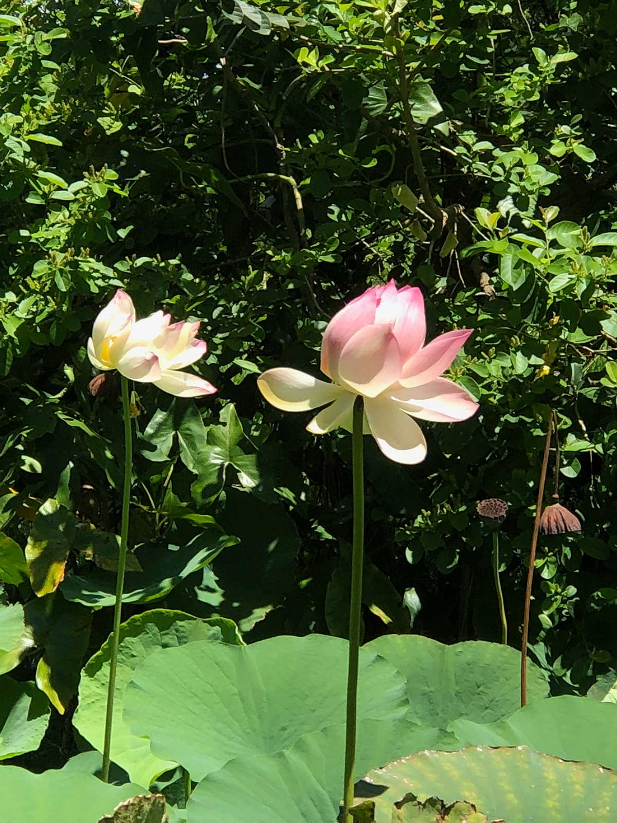 Large flowers poke out of the green landscape