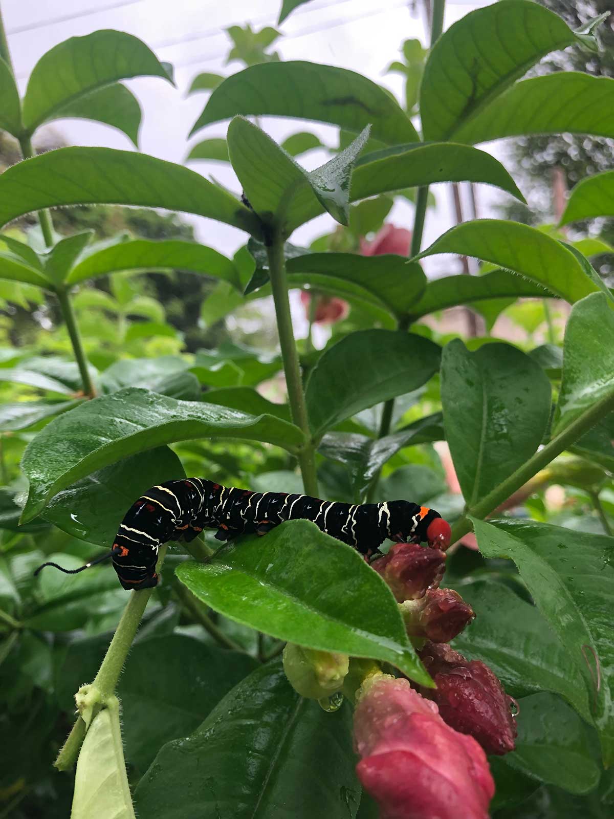 A black and white caterpillar crawling on the green leafs