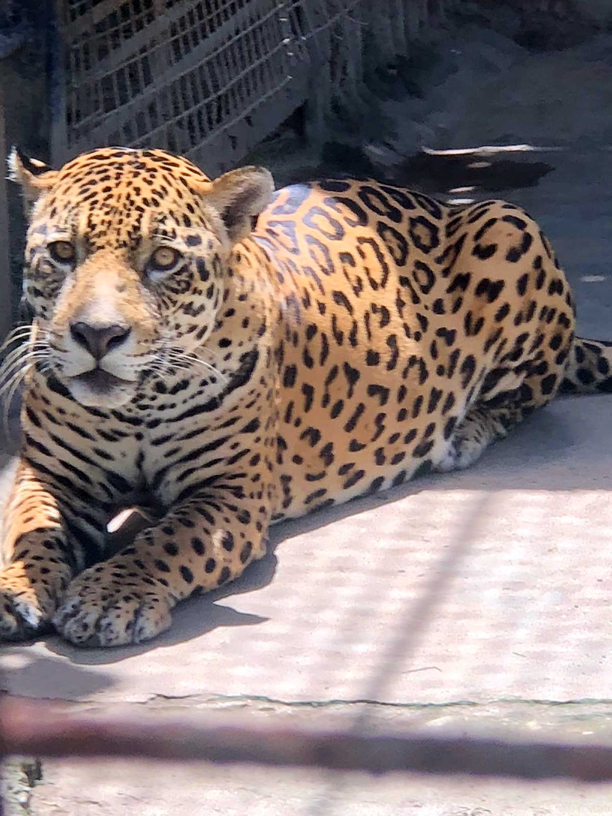 a leopard sits and stares at the people passing by