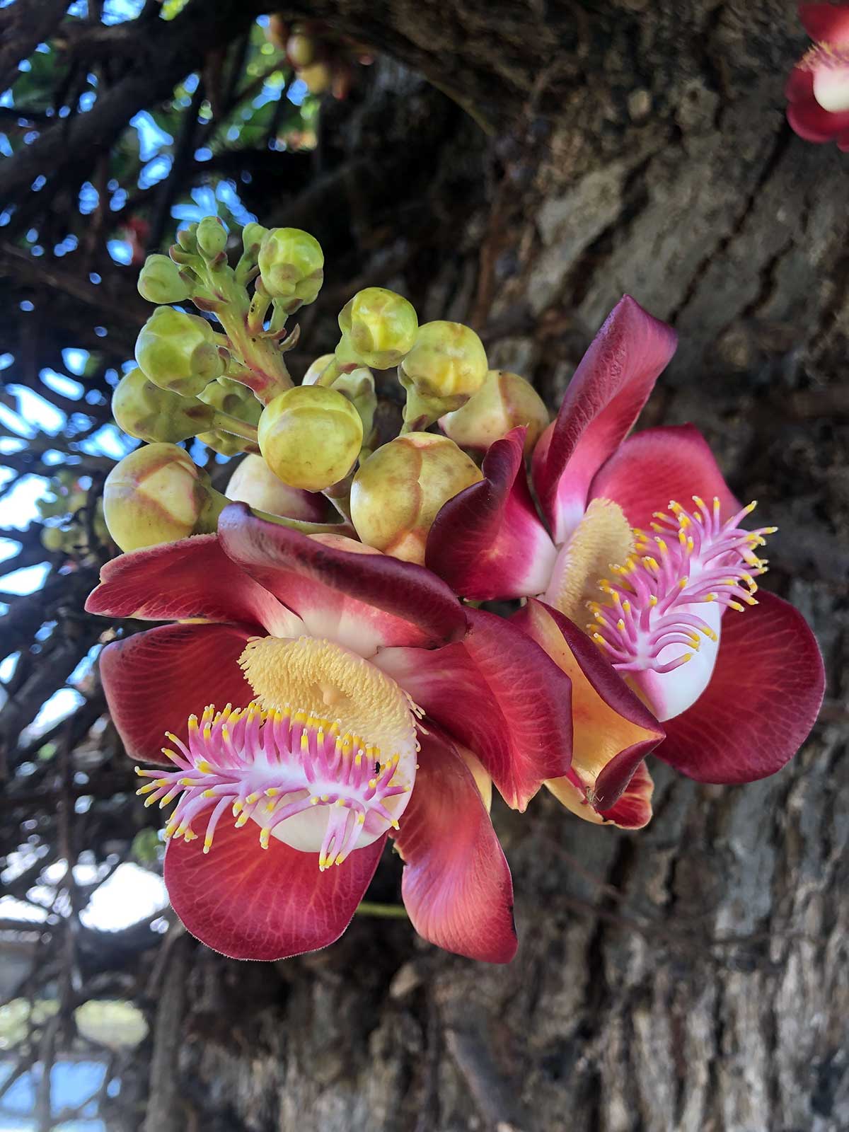 Orchids protrude through the side of the trees