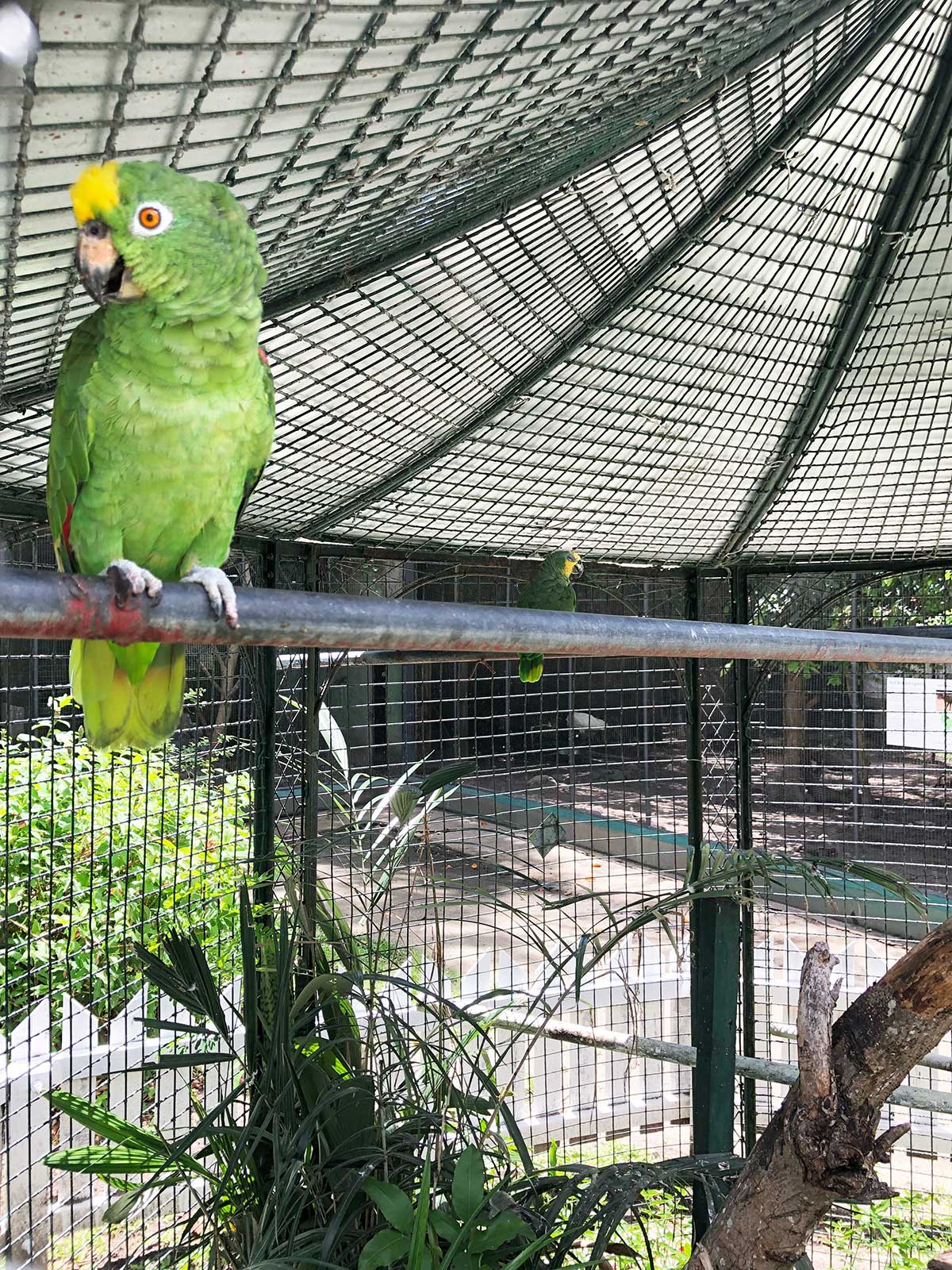 A green parrot looks on as the sun shines down