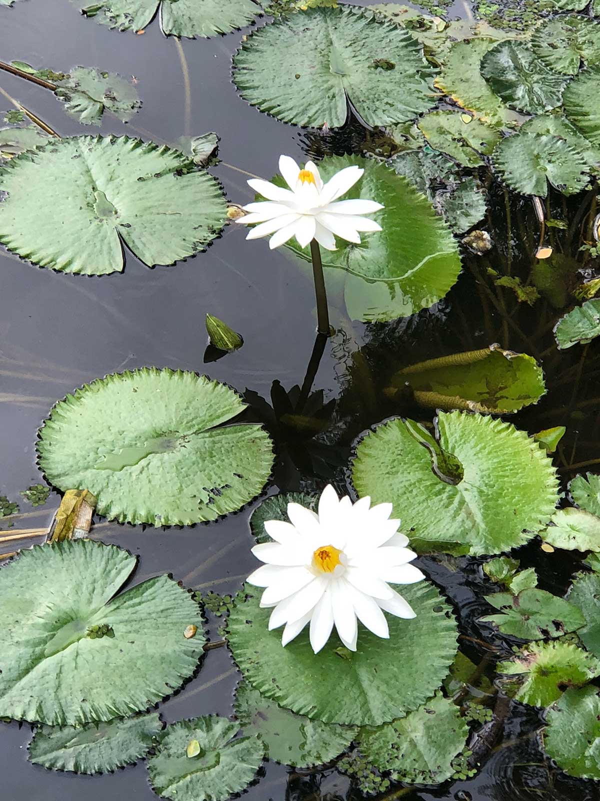 Water Lillies on a pond