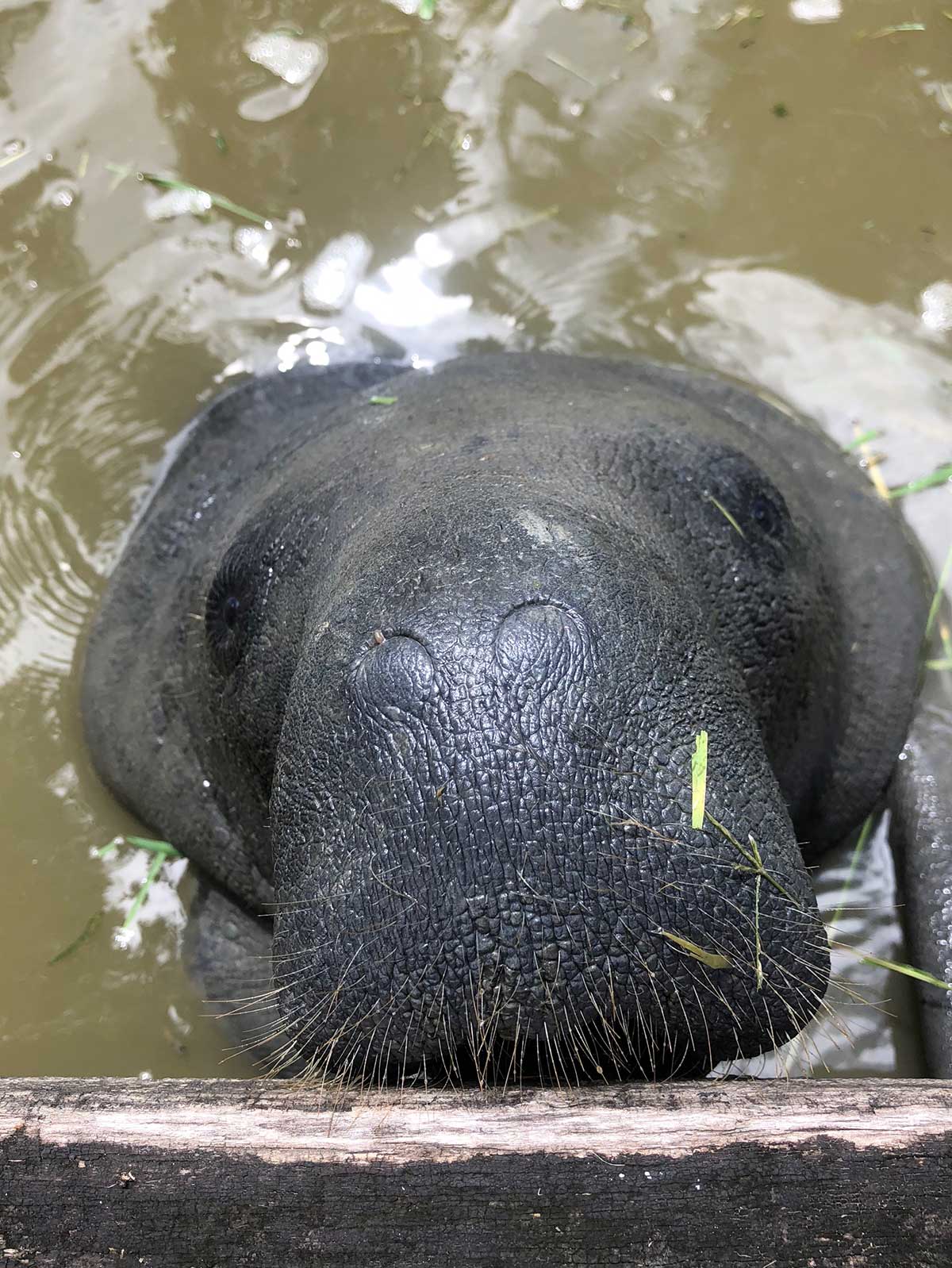 A sea cow comes up to the photographer and stares at them