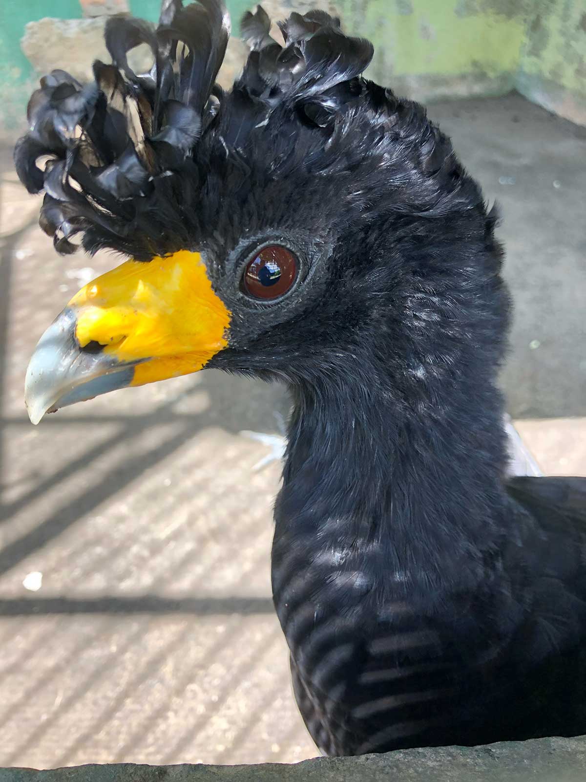 A black and yellow bird